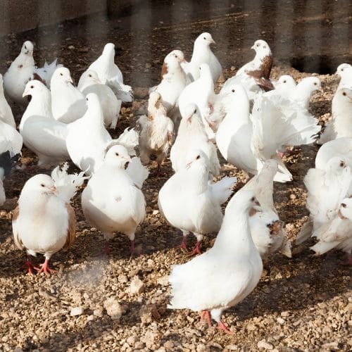 Manejo de Pombos e Morcegos